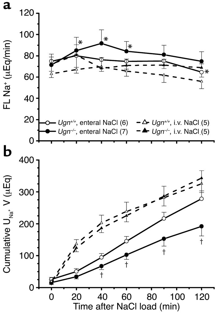 Renal clearance measurements from Ugn+/+ and Ugn–/– given either enteral...