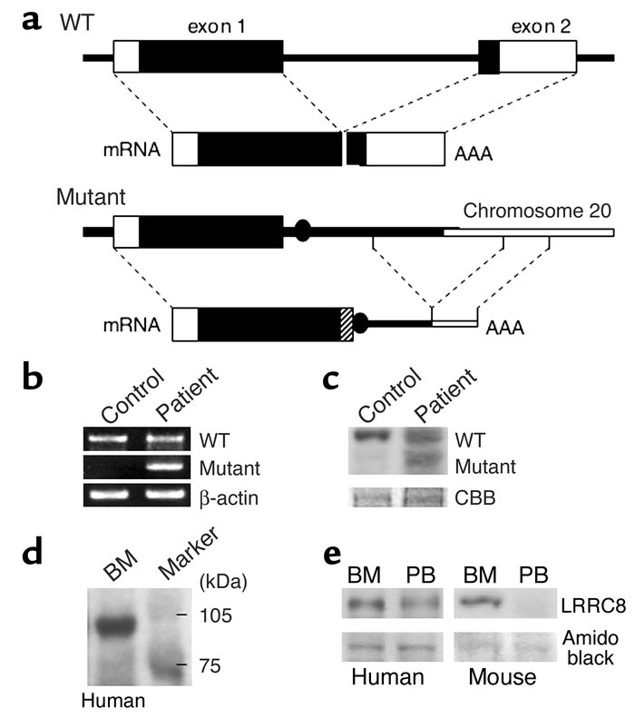 Products of LRRC8 and its mutant. (a) mRNAs of wild-type and mutant form...