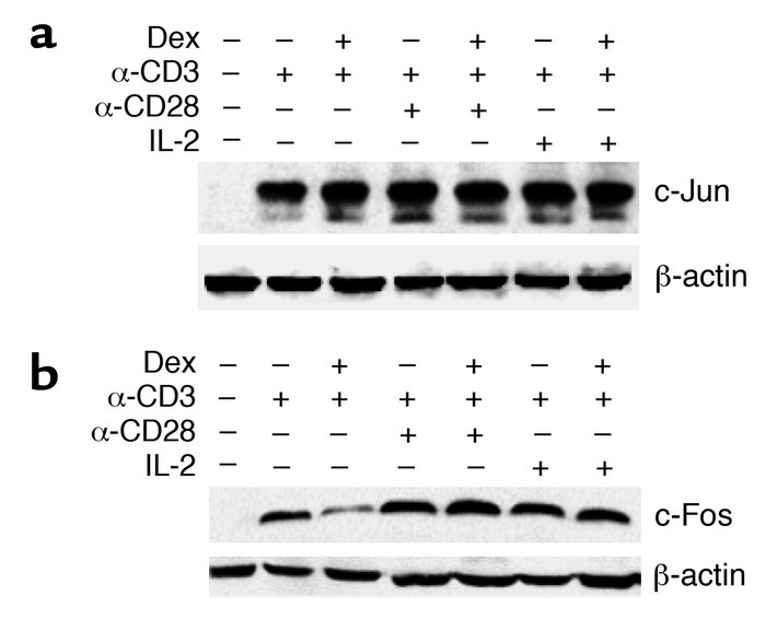 Costimulation restores the Dex-mediated inhibition of c-Fos induction. C...