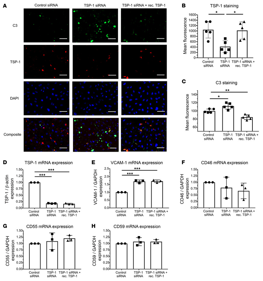 Knockdown of TSP-1 significantly increases deposition of C3 on activated...