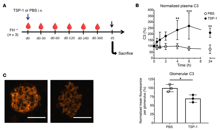TSP-1 regulates complement activation in FH-deficient mice.
(A) FH-defic...