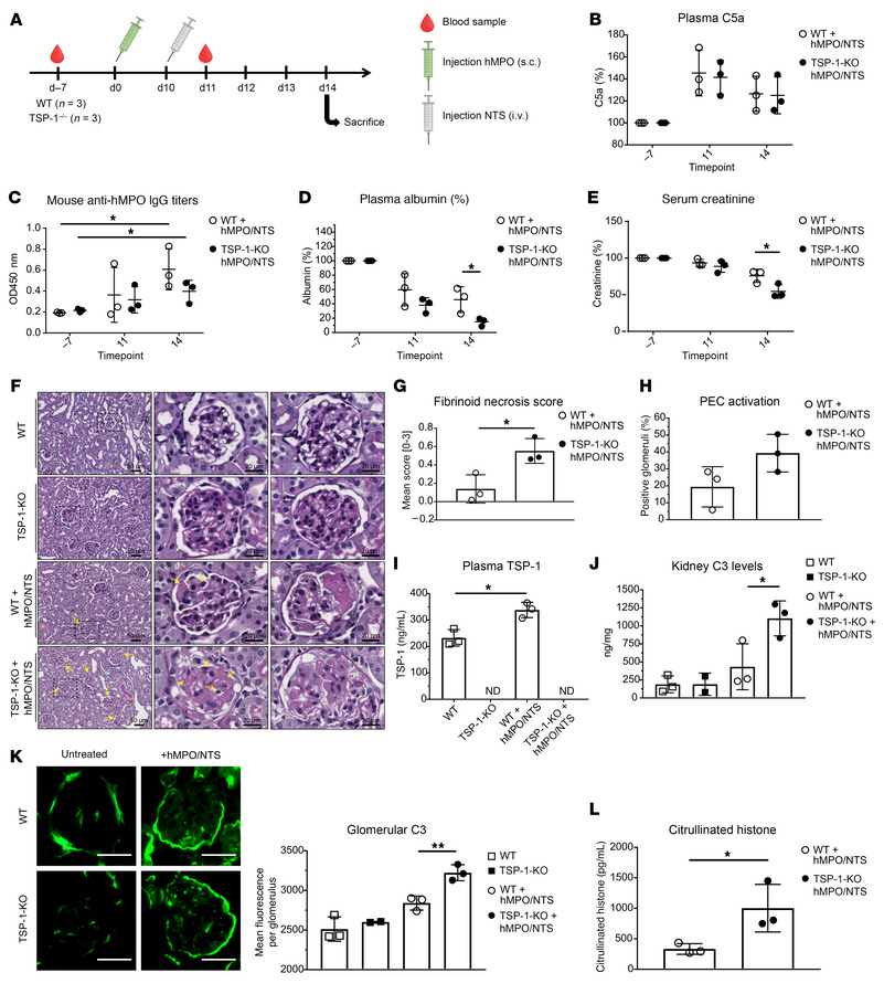 The lack of TSP-1 aggravates renal injury in a mouse model of AAV.
(A) E...
