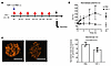 TSP-1 regulates complement activation in FH-deficient mice.
