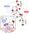 Summary of TSP-1 effects on the alternative pathway and physiological signi