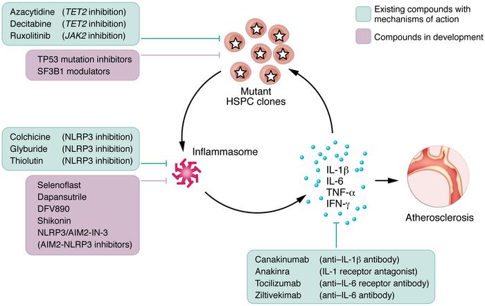 Therapeutic possibilities to suppress progression of certain CHIP mutati...
