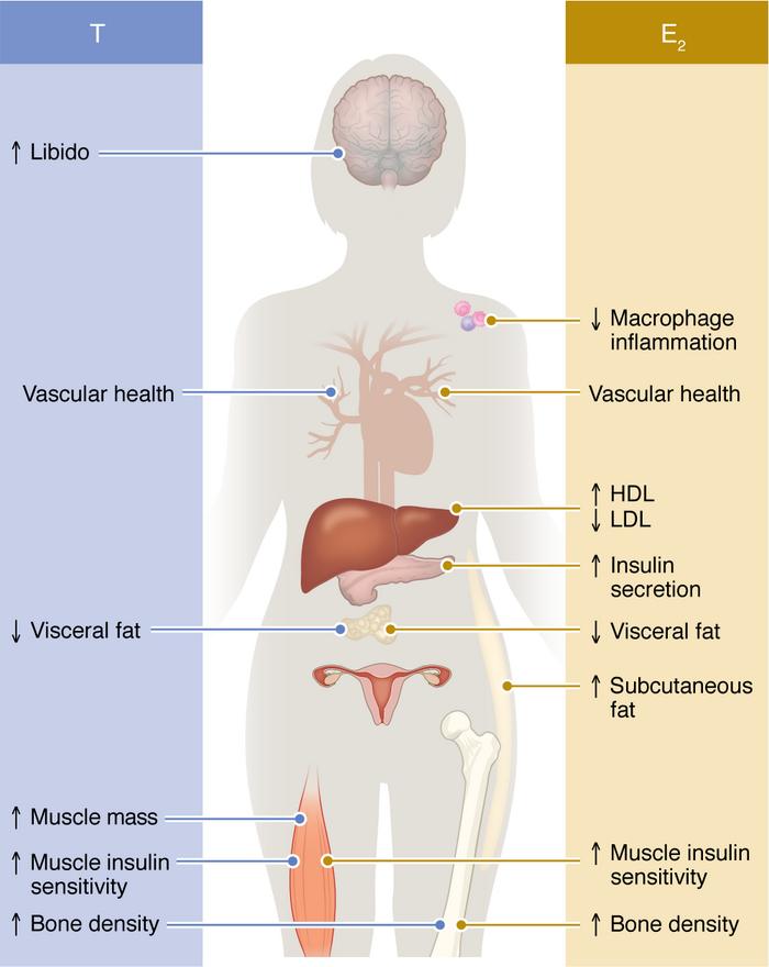 Cardiometabolic effect of E2 and T in females.
E2’s effects on immune, v...