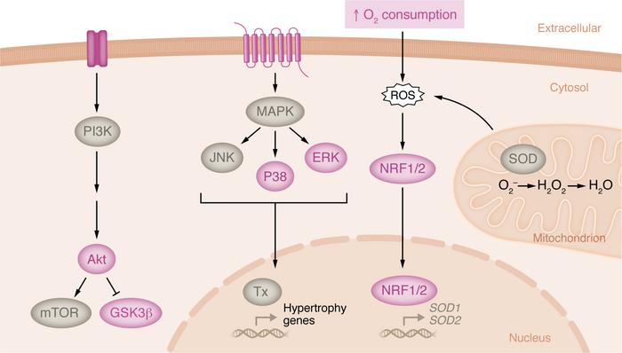 Cellular signaling associated with exercise-induced cardiac hypertrophy ...