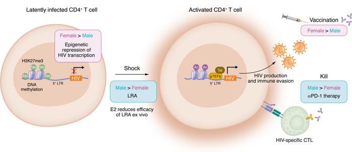 Sex differences in strategies for HIV cure.
Female sex is associated wit...