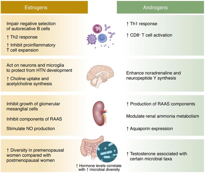 Summary of effects of estrogens and androgens on the immune system, cent...