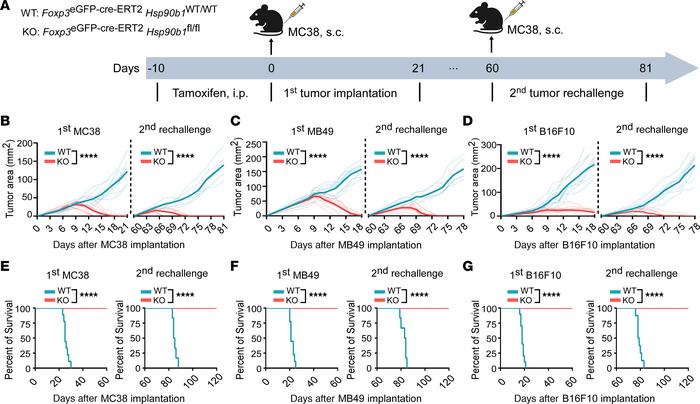 Treg-specific gp96 deletion results in tumor regression and prolonged su...