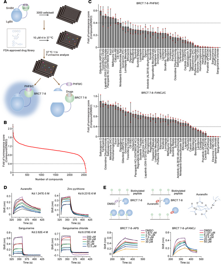 Auranofin directly targets TOPBP1 BRCT 7–8.
(A) Schematic illustration o...