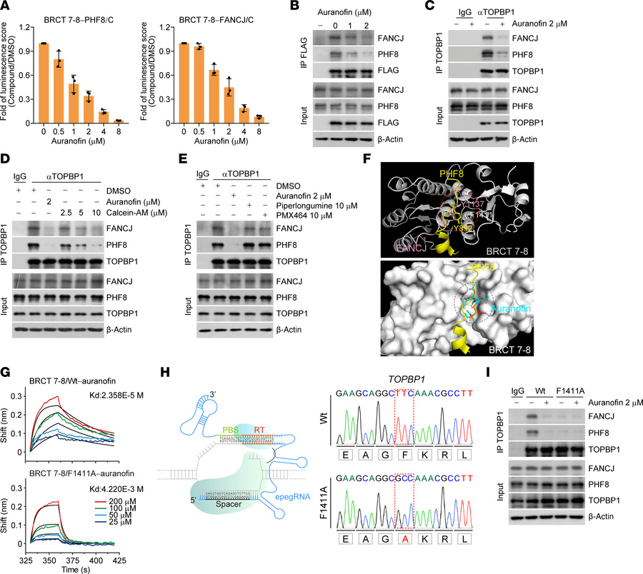 Auranofin disrupts the interaction of TOPBP1 with PHF8 and FANCJ.
(A) An...