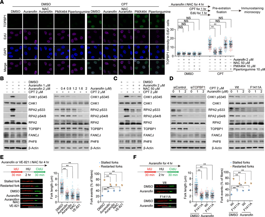 Auranofin impairs TOPBP1 recruitment and ATR activation.
(A) Immunostain...