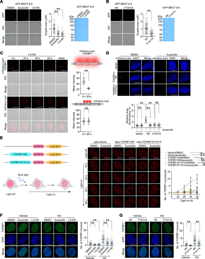 Auranofin dissolves TOPBP1 liquid-liquid condensate.
(A) Liquid droplet ...