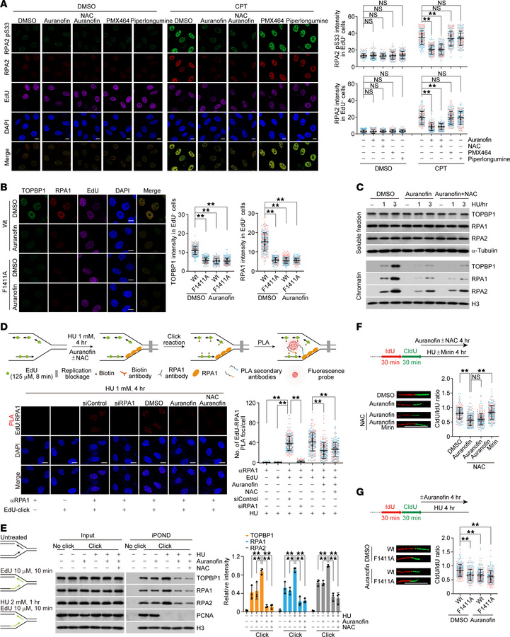 Auranofin prevents RPA loading to perturbed replication forks.
(A) Immun...