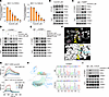 Auranofin disrupts the interaction of TOPBP1 with PHF8 and FANCJ.