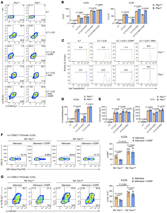 PAC1 promotes CGRP-mediated inhibition of ILC2 responses.
(A and B) Puri...