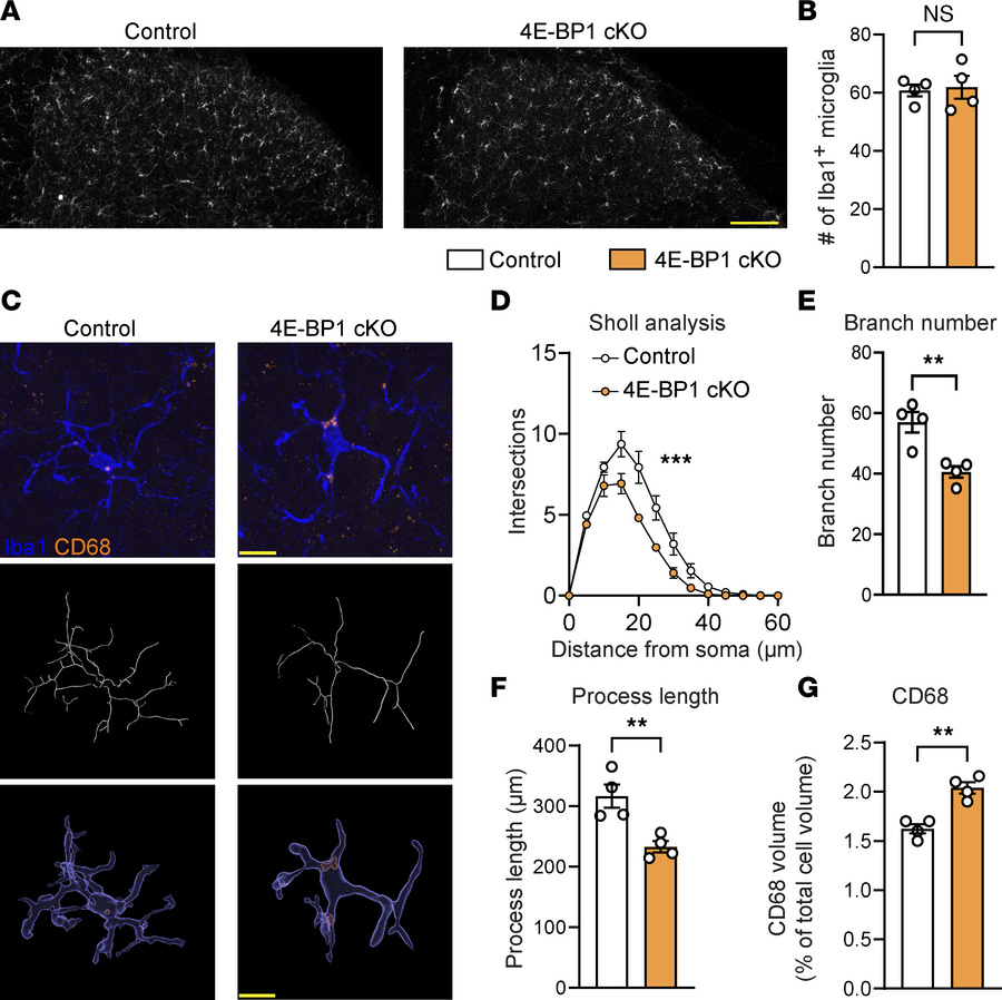 Phenotypic changes in microglia with enhanced translation.
(A) The numbe...