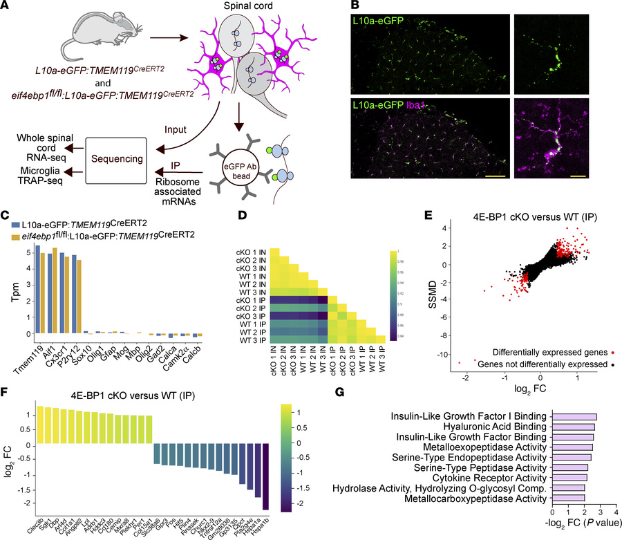 TRAP RNA-Seq reveals differentially expressed genes in 4E-BP1–cKO microg...