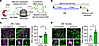 Increase in microglial protein synthesis after peripheral nerve injury.