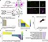 TRAP RNA-Seq reveals differentially expressed genes in 4E-BP1–cKO microglia
