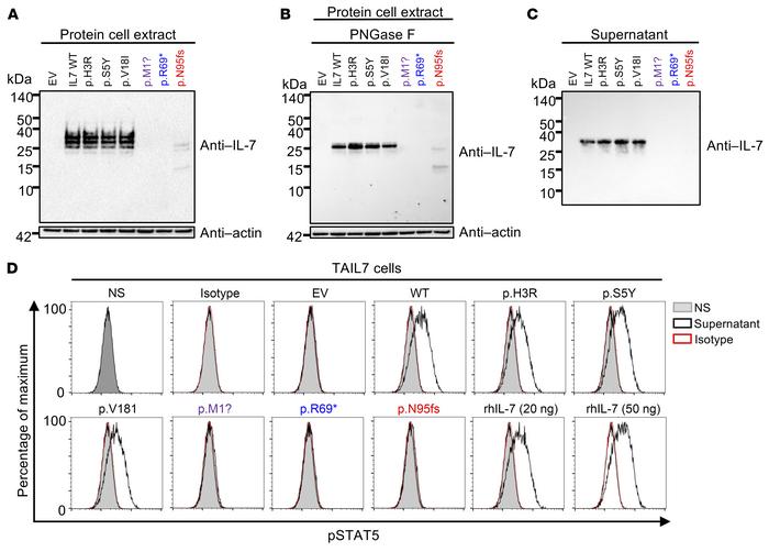 The IL7 mutant alleles are biochemically deleterious in an overexpressio...