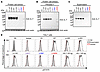 The IL7 mutant alleles are biochemically deleterious in an overexpression s
