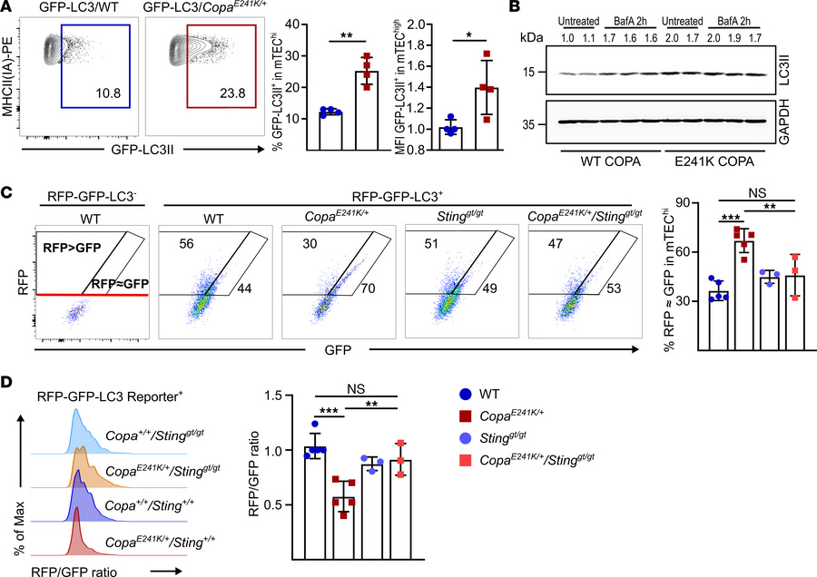 Constitutive activation of STING in the thymus impairs autophagic flux.
...