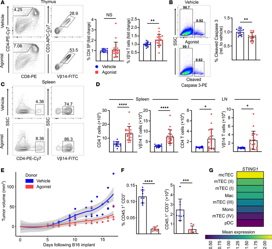 A systemic STING agonist increases autoreactive T cells in the thymus.
(...