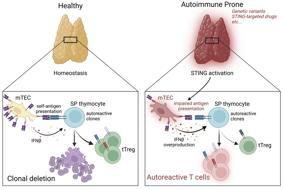 graphical abstract