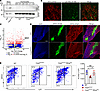 Activated STING in thymic stroma upregulates IFN signaling.