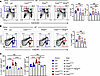 Activated STING in thymic stroma increases SP thymocytes.