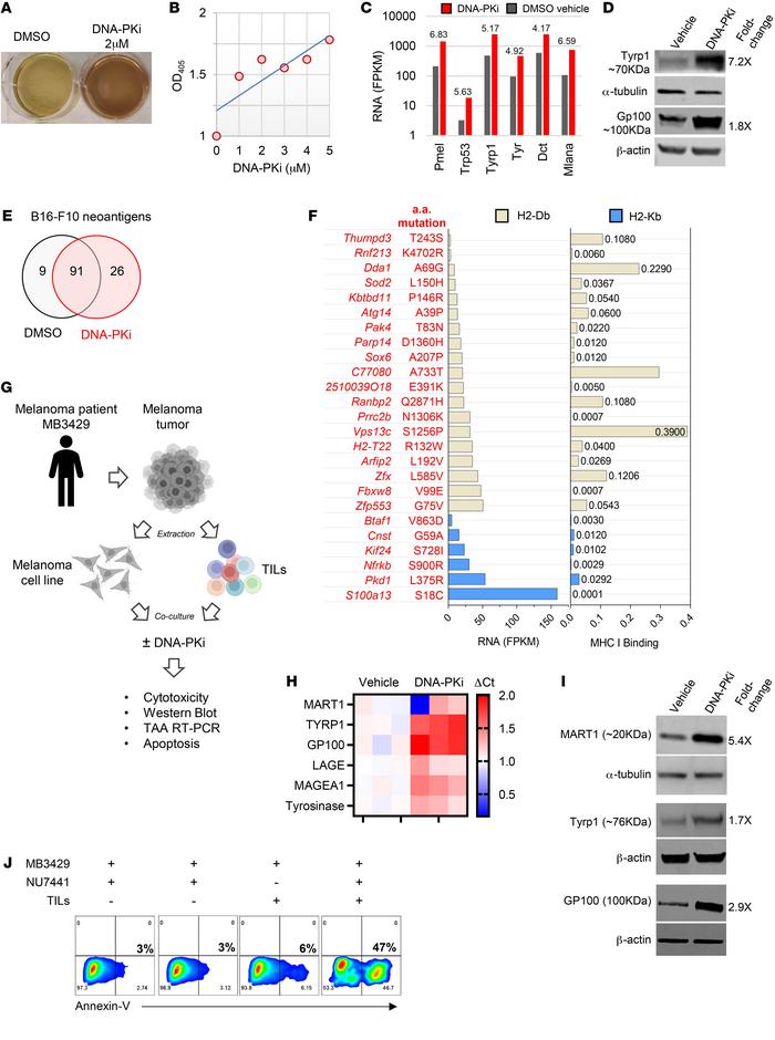DNA-PK inhibition increases tumor-associated antigen expression levels, ...