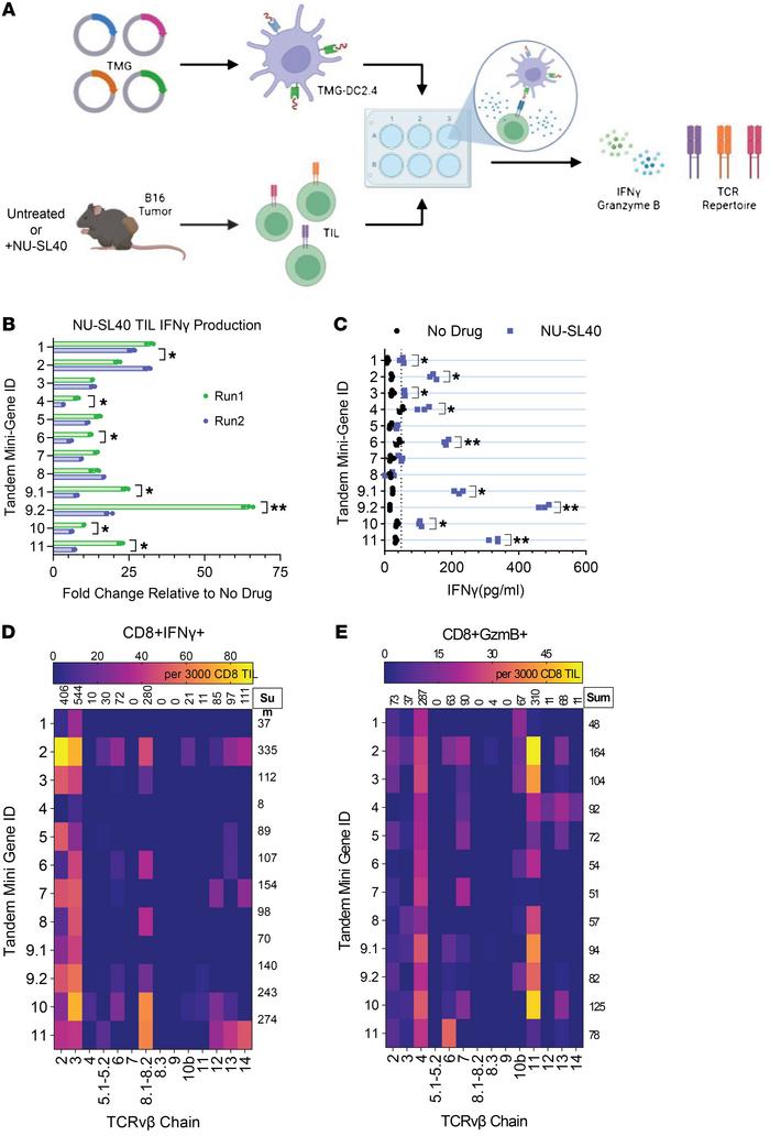 DNA-PKi plus an immune adjuvant drive the generation and expansion of a ...