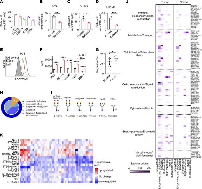 Sialic acid is expressed on the surface of PCa cells.
(A) surface sialic...