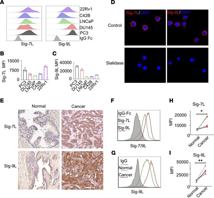 Siglec-7 ligand and Siglec-9 ligand are expressed in PCa cells.
(A) The ...