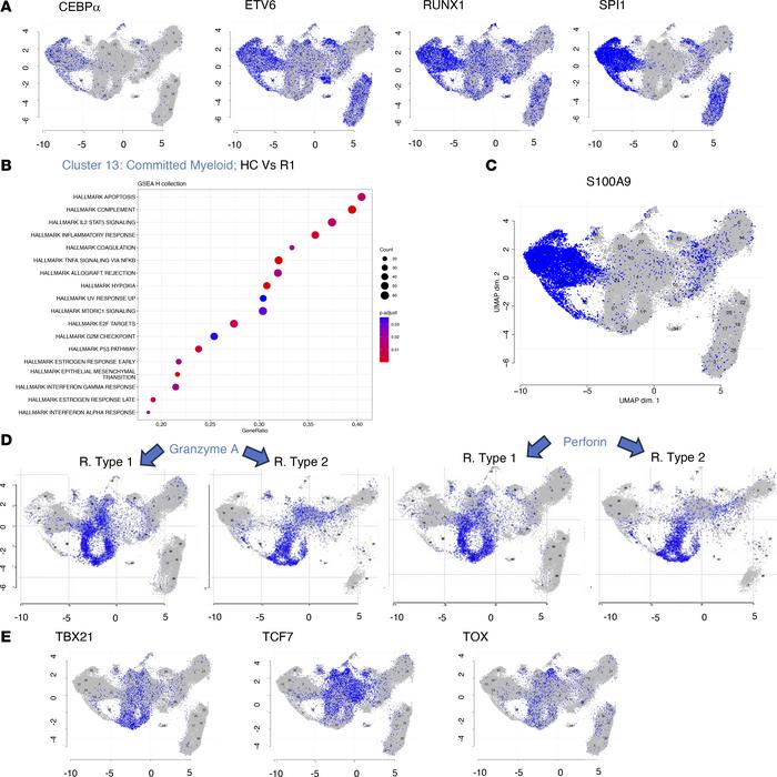 Gene expression of selected genes.
(A) Expression of selected mRNAs high...