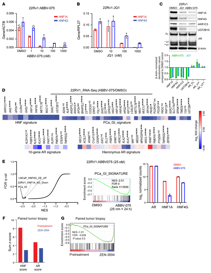 BETis downregulate the expression of HNF4G and HNF1A and their transcrip...