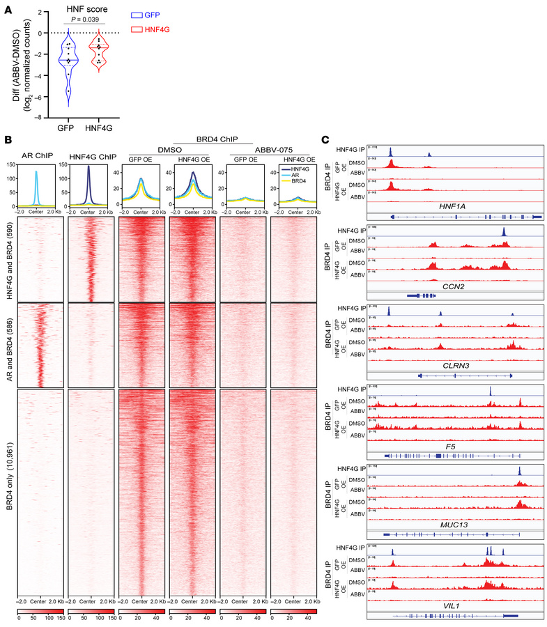 Inhibition of HNF4G transcription accounts for BETi-mediated inhibition ...