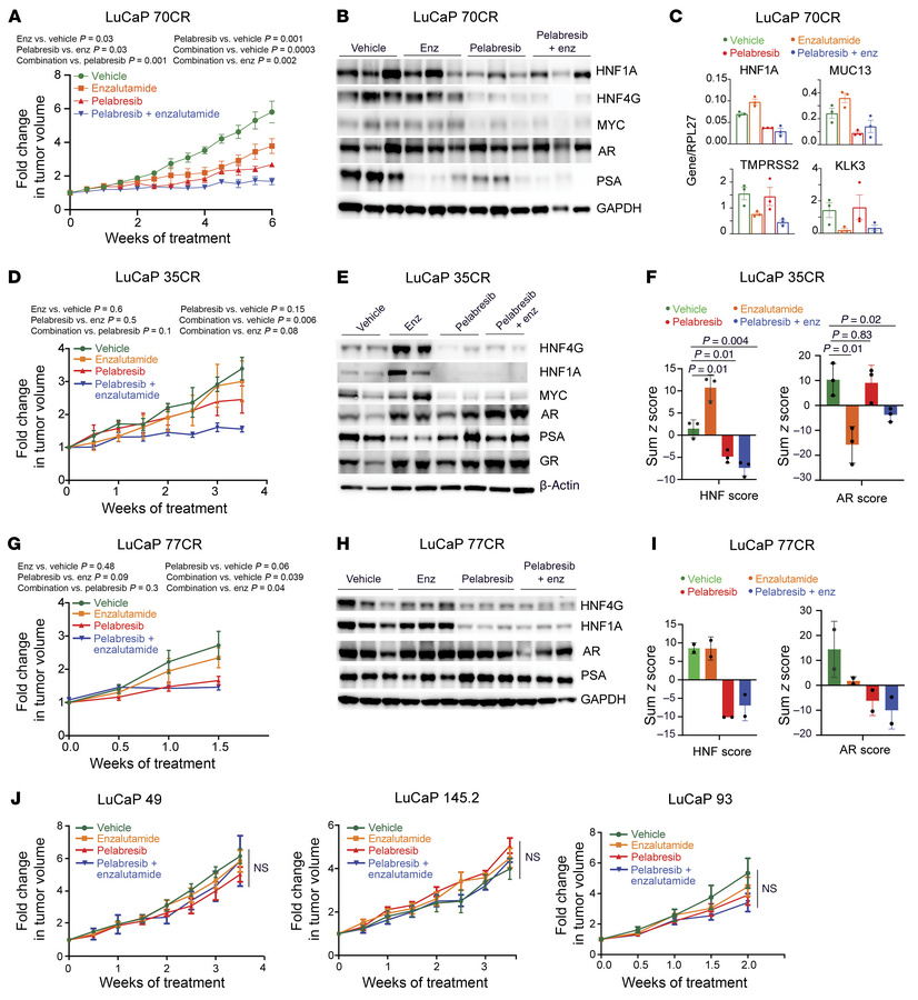 Combination efficacy of enzalutamide and pelabresib in AR-positive CRPC ...