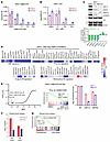 BETis downregulate the expression of HNF4G and HNF1A and their transcriptio