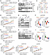 Combination efficacy of enzalutamide and pelabresib in AR-positive CRPC PDX