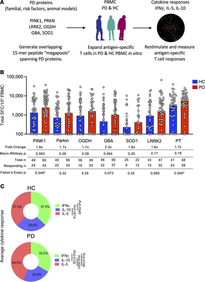 Screening PD-related proteins for autoantigenic T cell responses.
(A) Ex...