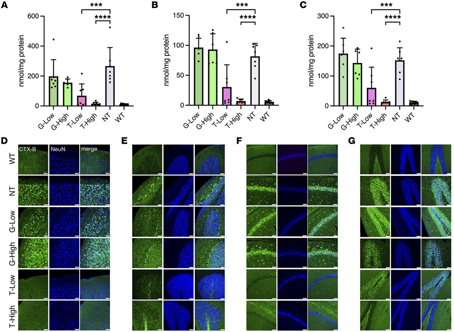 GM1 content storage in the CNS.
GM1 storage of the cerebrum, cerebellum,...