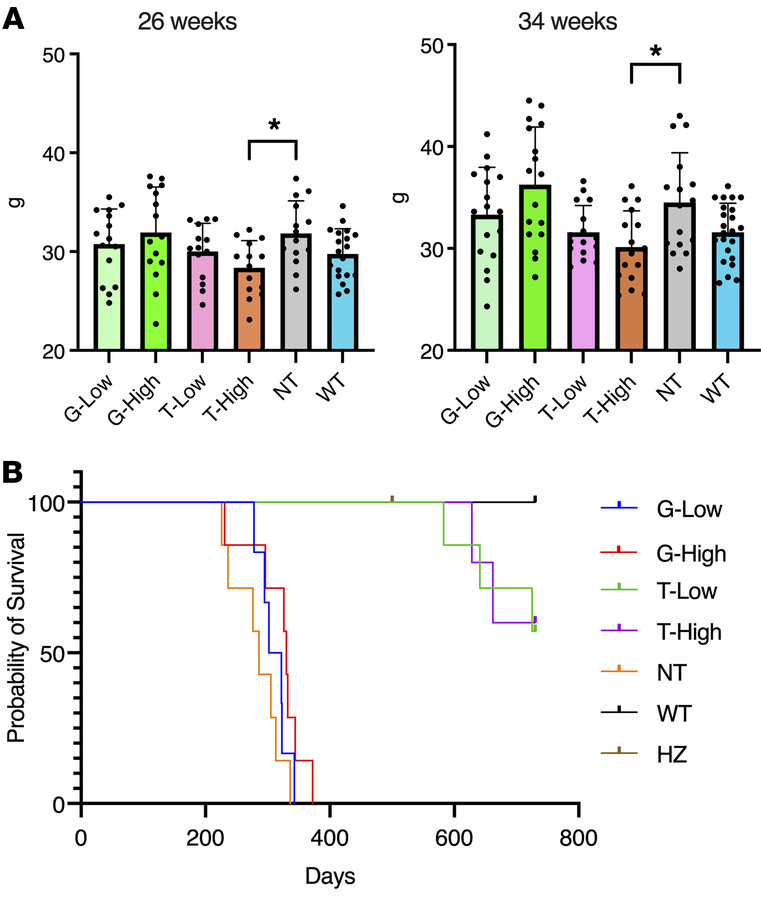 T treatment improves survival of GM1 mice.
Body weight (A) and Kaplan-Me...