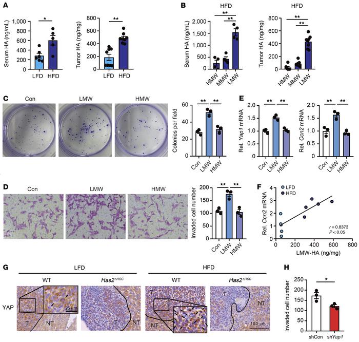 HAS2 and LMW-HA play an important role in cancer cell aggressiveness and...