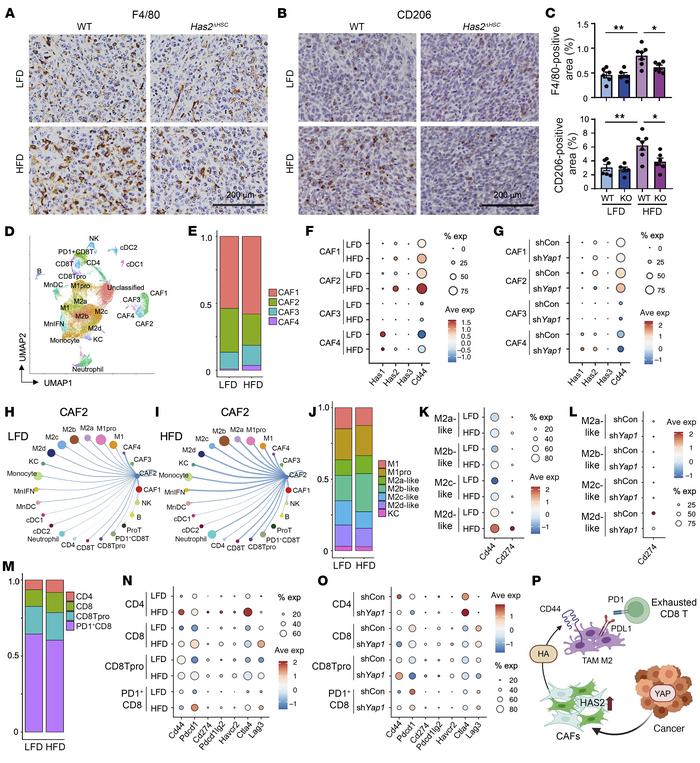 CAF-derived HAS2 and cancer-derived YAP contribute to a prometastatic im...