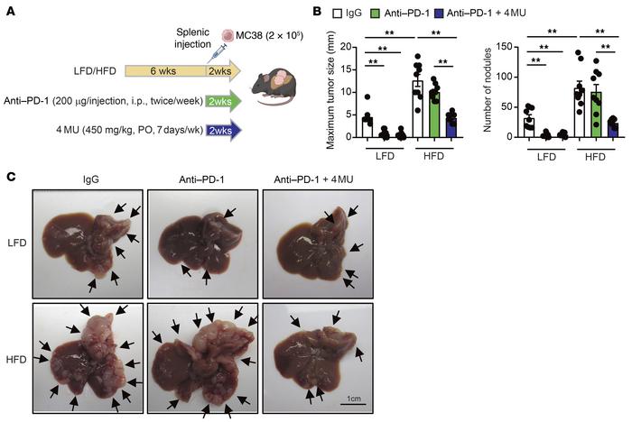 Improved effects of anti–PD-1 antibody treatment in combination with HA ...