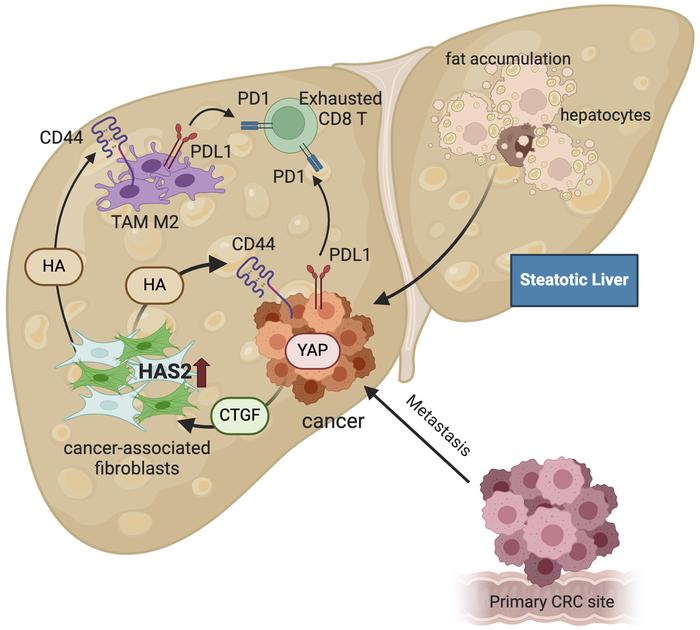 graphical abstract