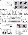 Inhibition of HA synthesis alleviates metastatic liver tumor growth and CAF